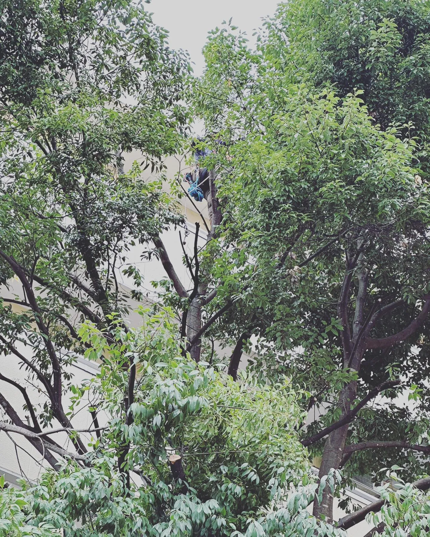 今回は笛吹市にて高木伐採🌲