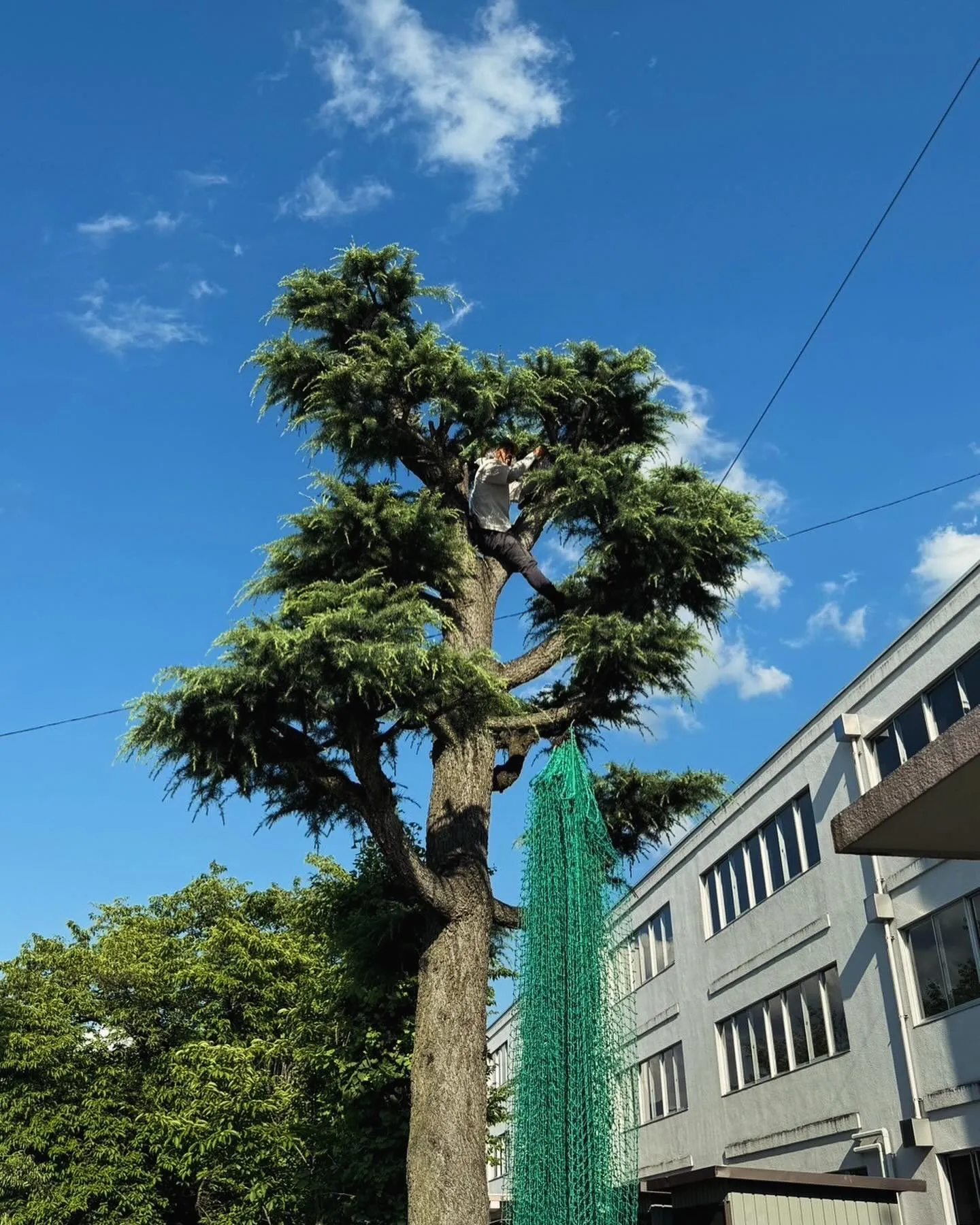 笛吹市内の中学校にてハチ調査！！